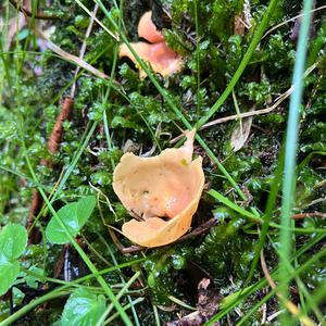 Lemon Peel Fungus