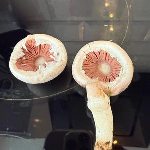 Unknown Species