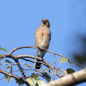 Eurasian Bullfinch