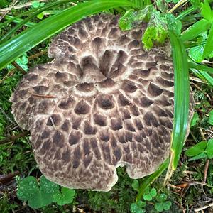 Habichtpilz