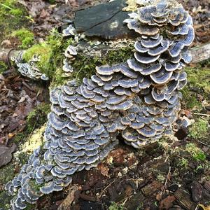 Turkey-tail