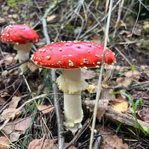 Fly Agaric