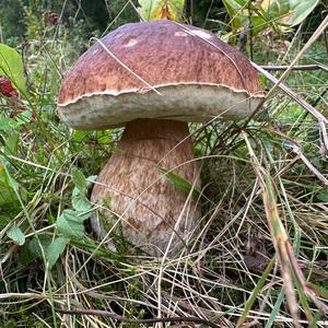 King Bolete