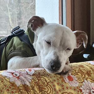 Russell Terrier