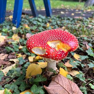 Fly Agaric