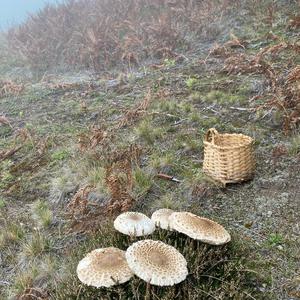 Parasol Mushroom
