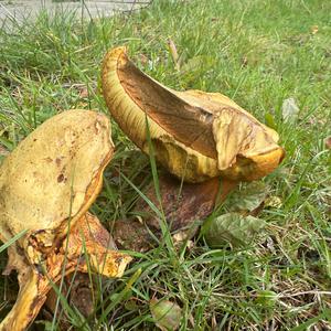 Unknown Species