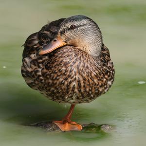 Mallard