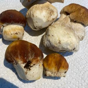 Summer Bolete