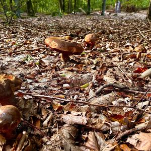 Dotted-stem Bolete