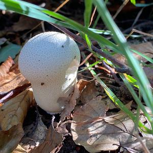 Pestle-shaped Puffball
