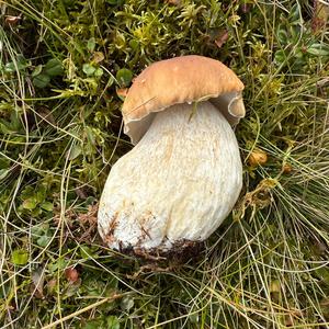 Unknown Species