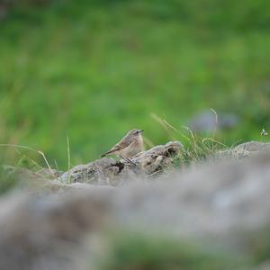 Northern Wheatear