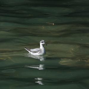 Red Phalarope