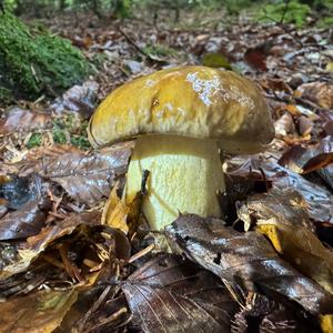 Summer Bolete