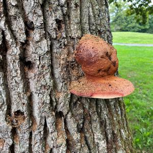 Beefsteak Polypore
