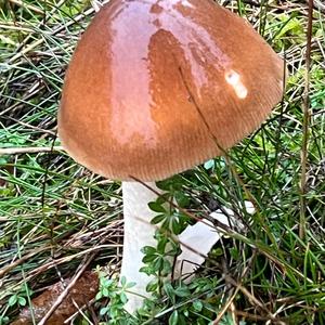 Gelbbräunlicher Scheidenstreifling