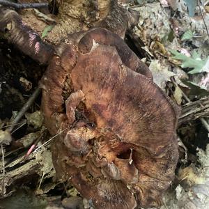 Black-staining Polypore