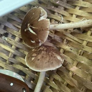 Unknown Species