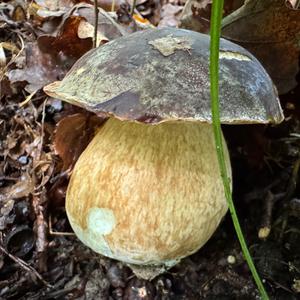 Schwarzhütiger Steinpilz