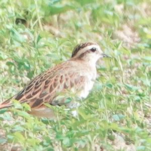 Eurasian Dotterel