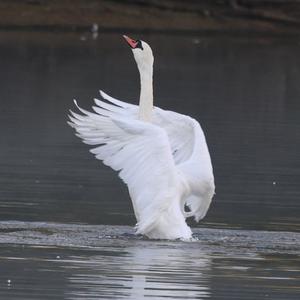 Mute Swan