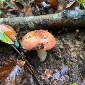 Unknown Species
