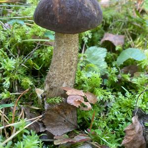 Scaber Stalk, Common