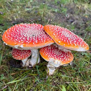 Unknown Species