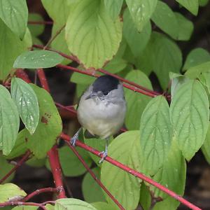 Blackcap
