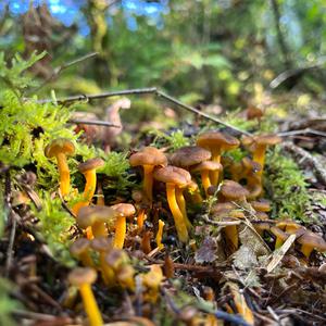 Trumpet Chanterelle