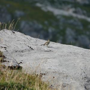 Water Pipit