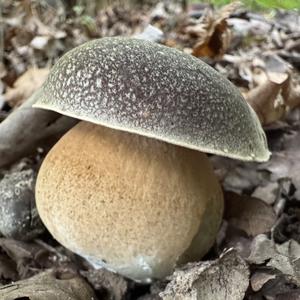 Schwarzhütiger Steinpilz