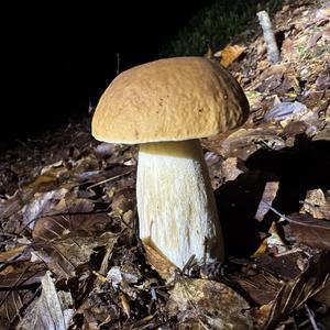 King Bolete