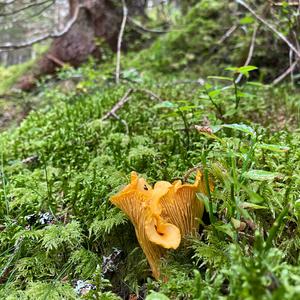 Chanterelle, Common
