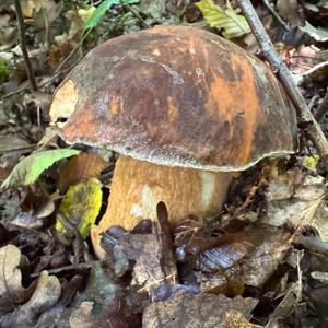 Schwarzhütiger Steinpilz