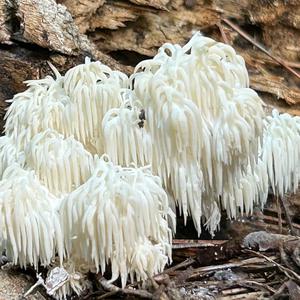 Bearded Tooth