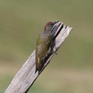 Eurasian Green Woodpecker