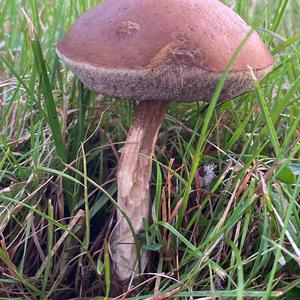 Scaber Stalk, Common