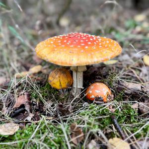 Fly Agaric