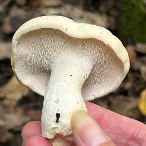 Hedgehog Fungus, Common