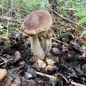 Scaber Stalk, Common