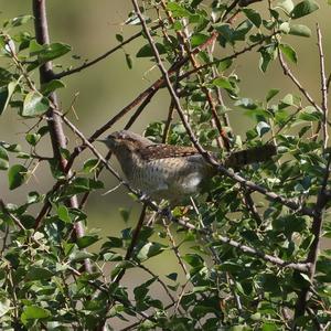 Eurasian Wryneck