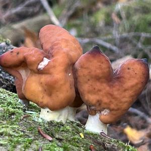 Smooth-stalked Helvella