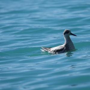 Red Phalarope