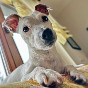 Russell Terrier