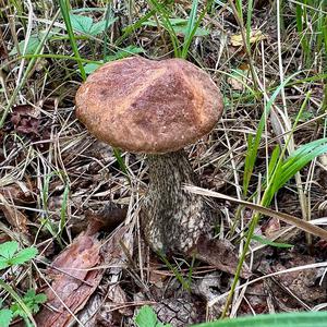 Scaber Stalk, Common