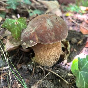 Summer Bolete