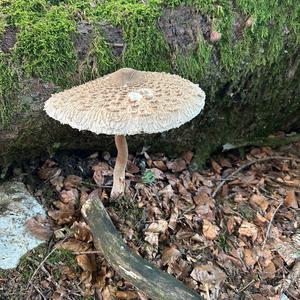 Parasol Mushroom