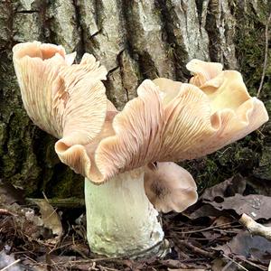 Rhodocybe truncata